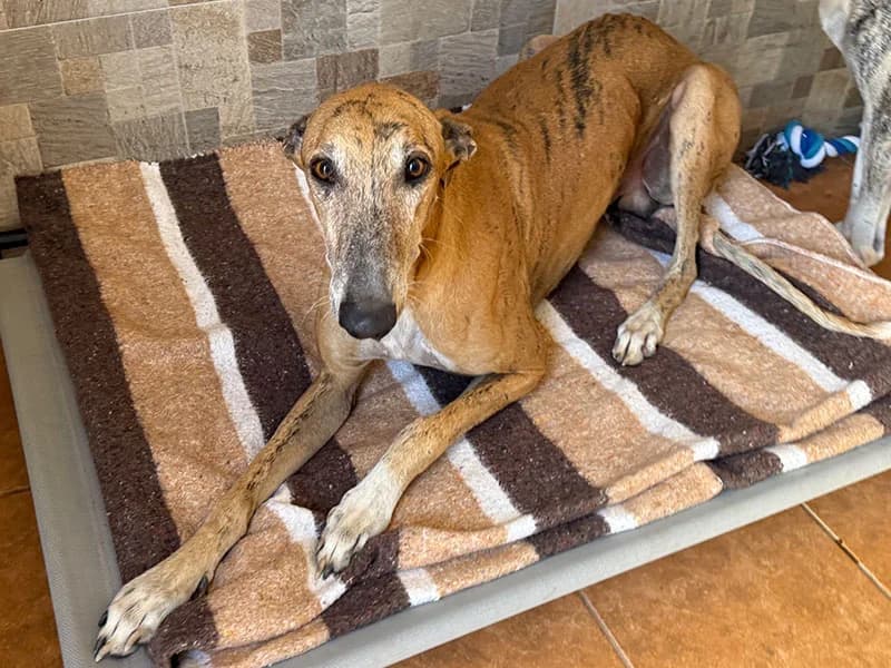 Atlas, male Galgo Español for adoption at Fundacion Animal Rescue