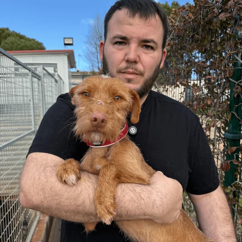 Barbas, male young Podenco for adoption at Fundacion Animal Rescue