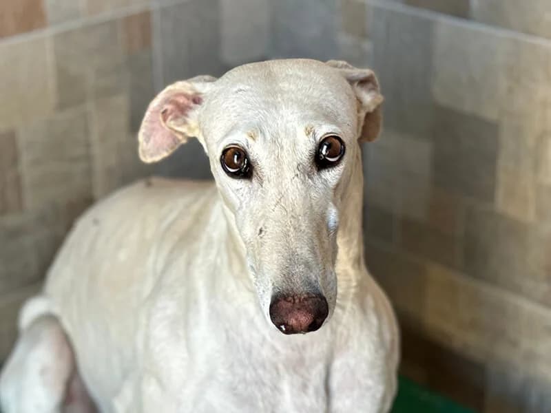 Bianca, female 3yo Galgo Español for adoption at Fundacion Animal Rescue