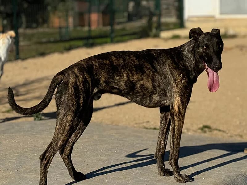 Boston, male young Galgo Español for adoption at Fundacion Animal Rescue