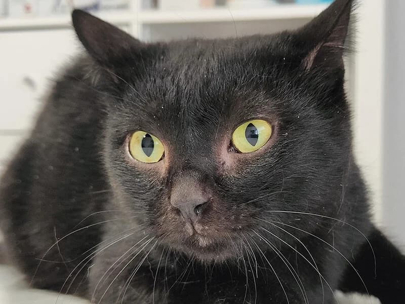Brio, male 3yo European Shorthair for adoption at Fundacion Animal Rescue