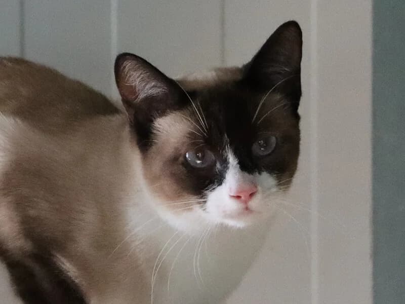 Brownie, male 6yo Siamese for adoption at Fundacion Animal Rescue