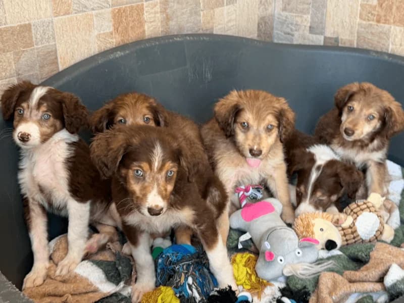 Cachorros, female Mixed Breed for adoption at Fundacion Animal Rescue
