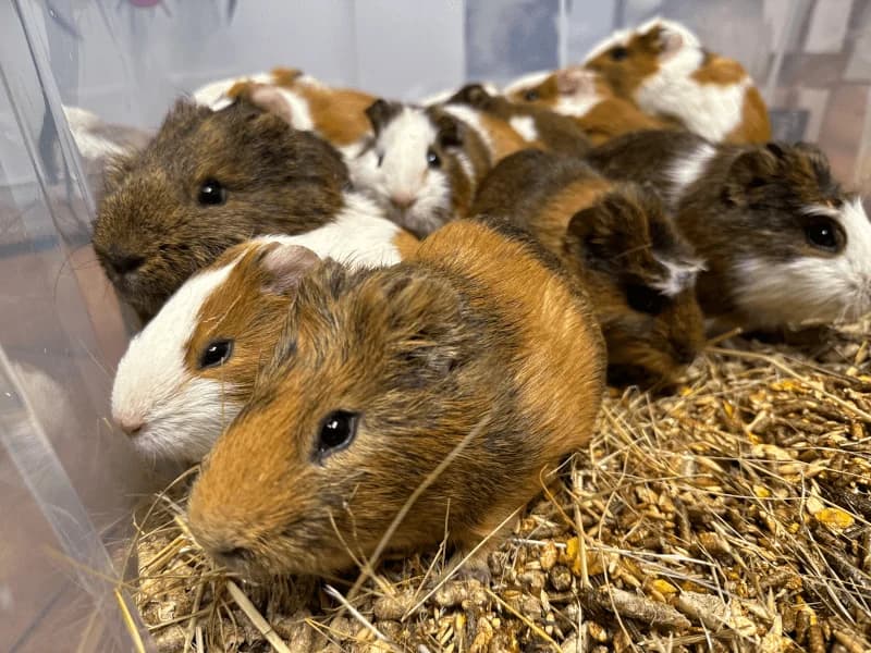 Cobayas, male Mixed Breed for adoption at Fundacion Animal Rescue