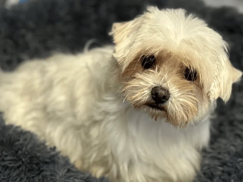 Coquito, male 5yo Maltese for adoption at Fundacion Animal Rescue