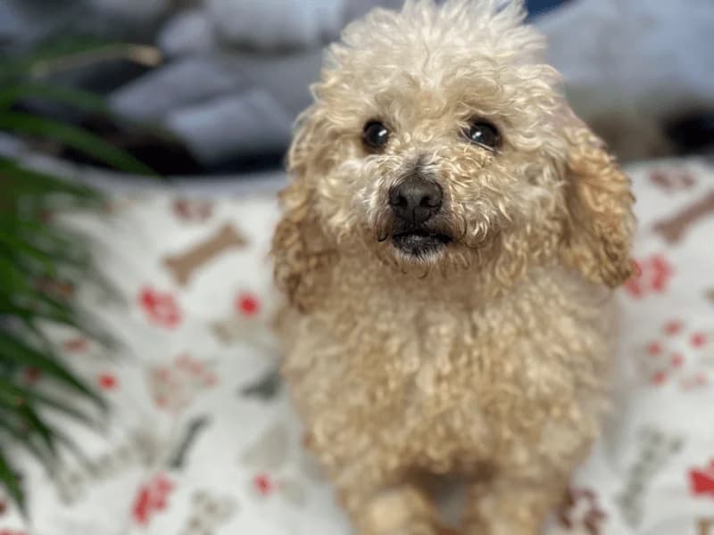 Diva, female senior Poodle for adoption at Fundacion Animal Rescue