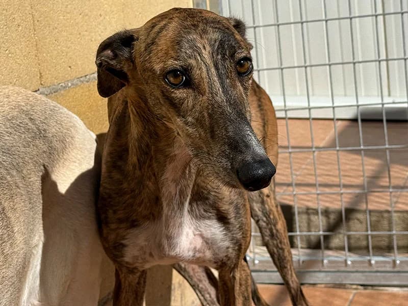 Donut, male Galgo Español for adoption at Fundacion Animal Rescue