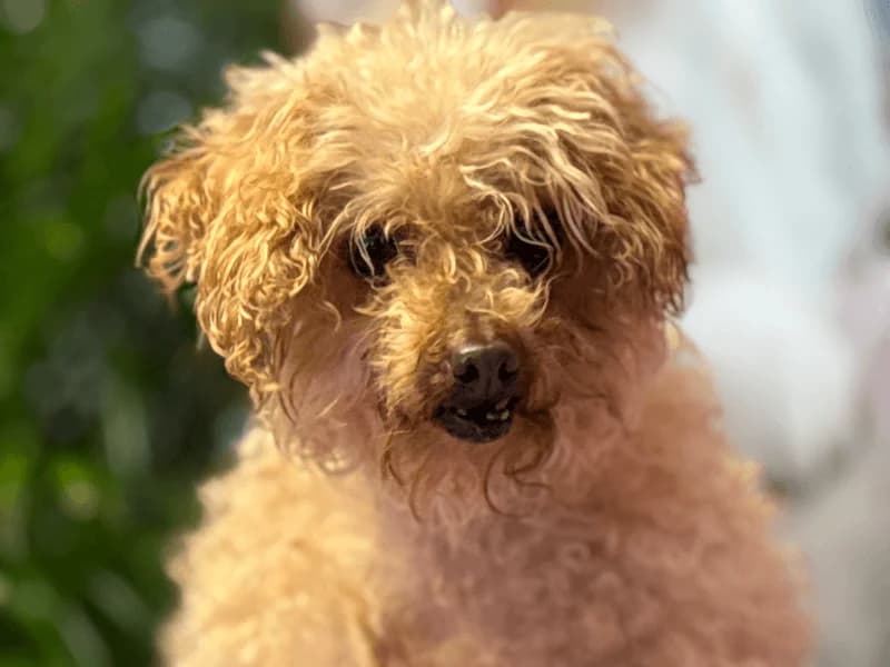 Dori, female senior Poodle for adoption at Fundacion Animal Rescue