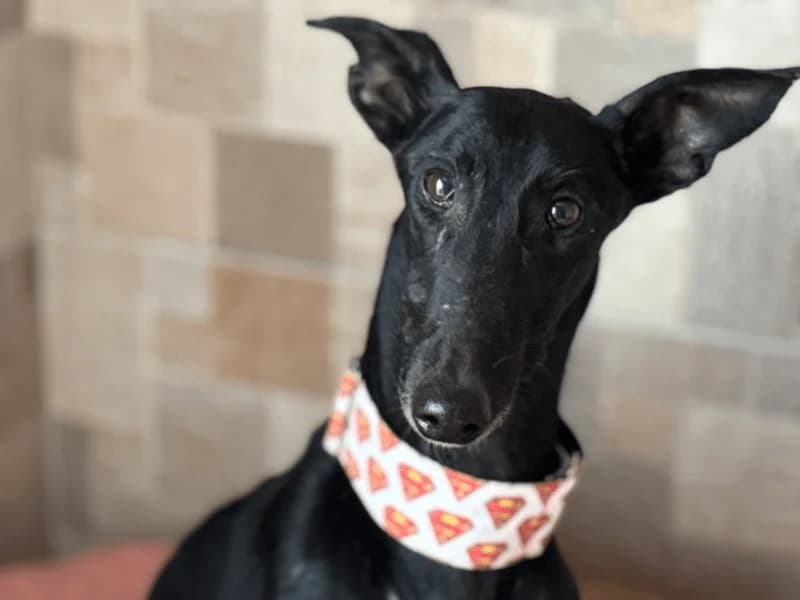 Febrero, male young Galgo Español for adoption at Fundacion Animal Rescue