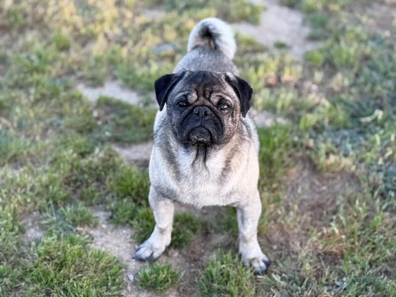 Felipe, male 6yo Pug for adoption at Fundacion Animal Rescue