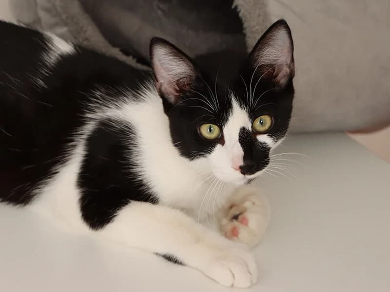Fito, male 4yo European Shorthair for adoption at Fundacion Animal Rescue