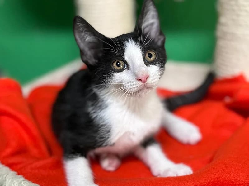 Frodo, male young European Shorthair for adoption at Fundacion Animal Rescue