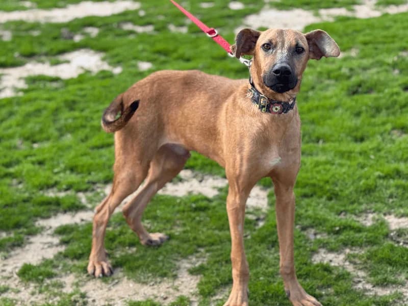 Frodo, male young Mixed Breed for adoption at Fundacion Animal Rescue