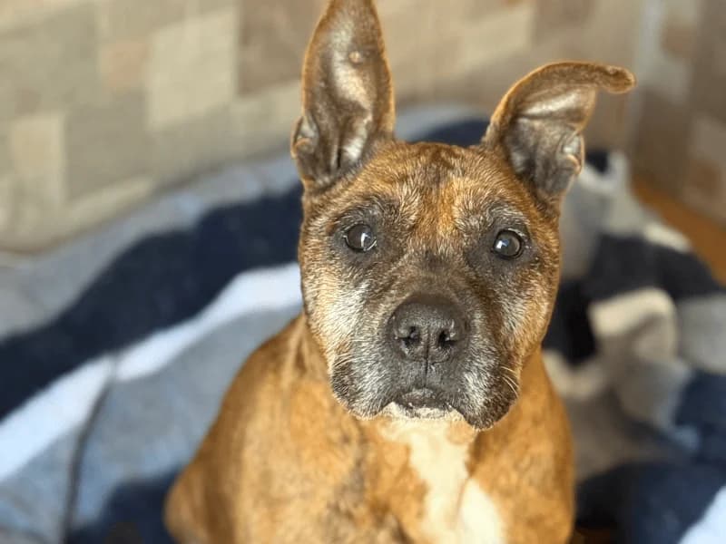 Gaby, male senior Mixed Breed for adoption at Fundacion Animal Rescue
