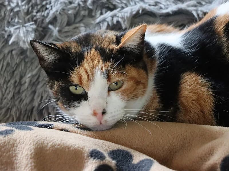 Greta, female 7yo European Shorthair for adoption at Fundacion Animal Rescue