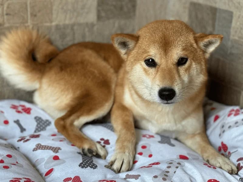 Hachiko, male 3yo Shiba Inu for adoption at Fundacion Animal Rescue