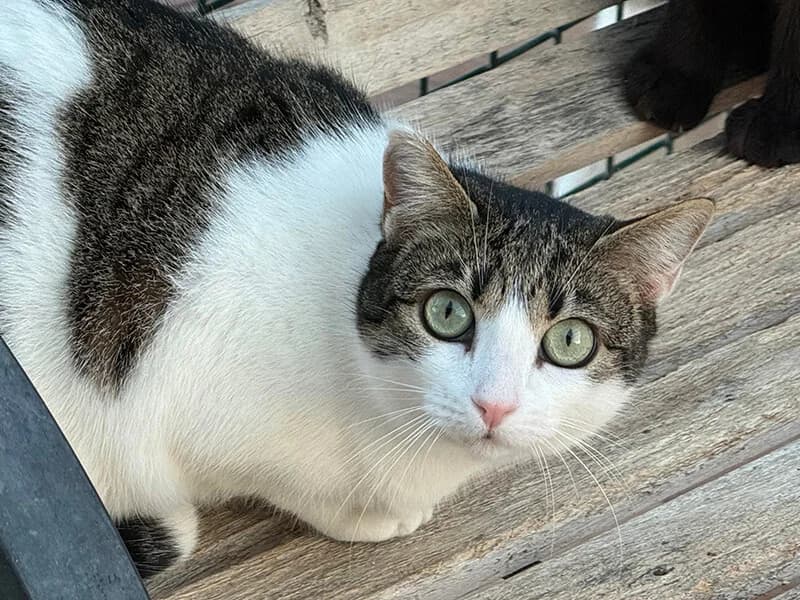 Hada, female young European Shorthair for adoption at Fundacion Animal Rescue