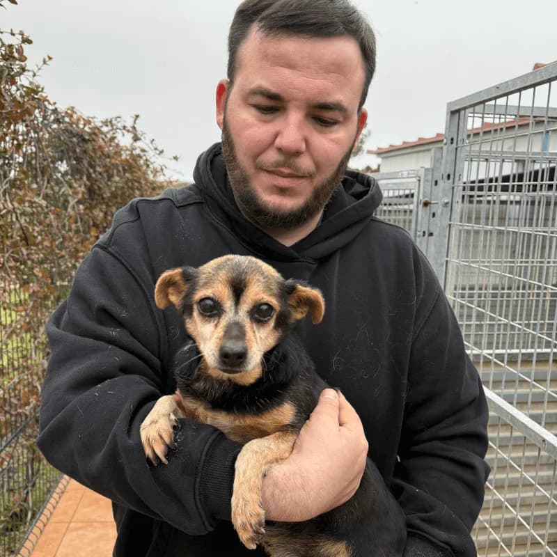 Hada, female Mixed Breed for adoption at Fundacion Animal Rescue