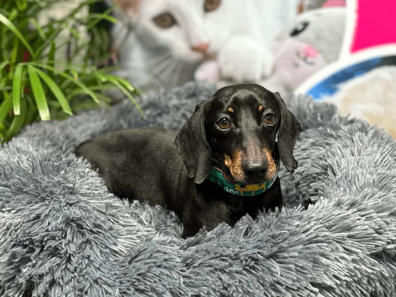Jaimito, male 5yo Dachshund for adoption at Fundacion Animal Rescue