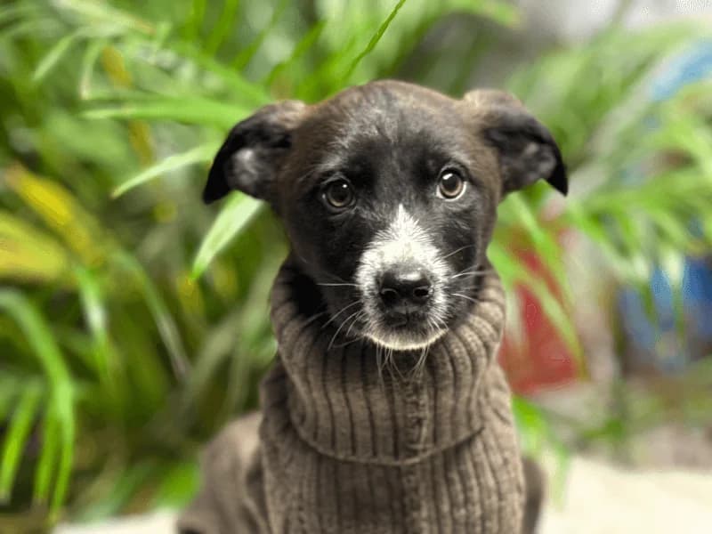 Jock, male puppy Mixed Breed for adoption at Fundacion Animal Rescue