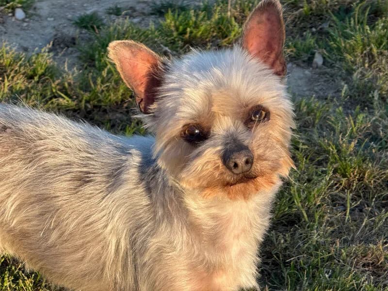 Kai, male senior Yorkshire Terrier for adoption at Fundacion Animal Rescue