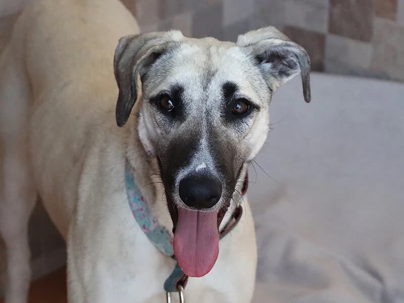 Kira, female 4yo Galgo Español for adoption at Fundacion Animal Rescue