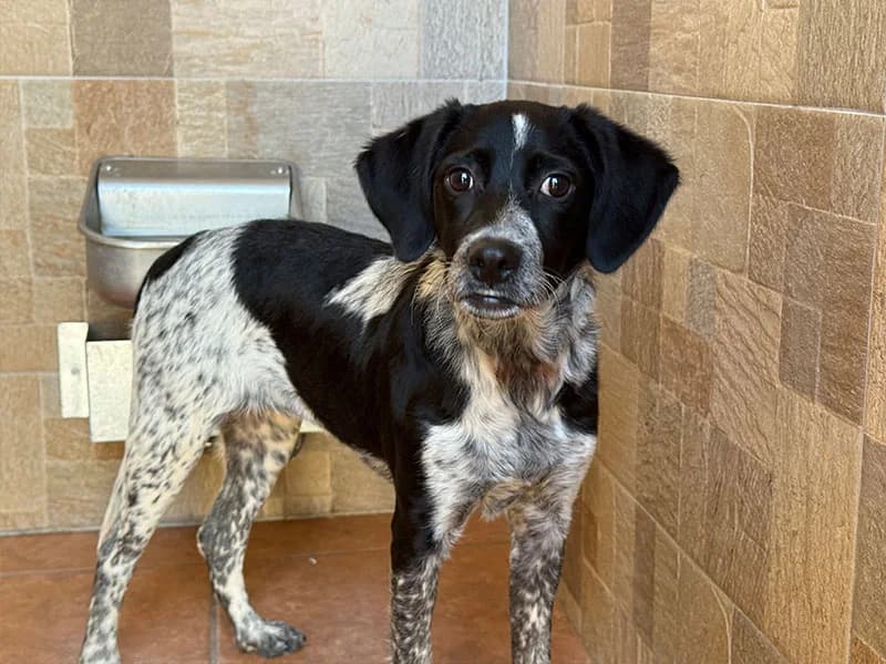 Lagartija, female Brittany Spaniel for adoption at Fundacion Animal Rescue