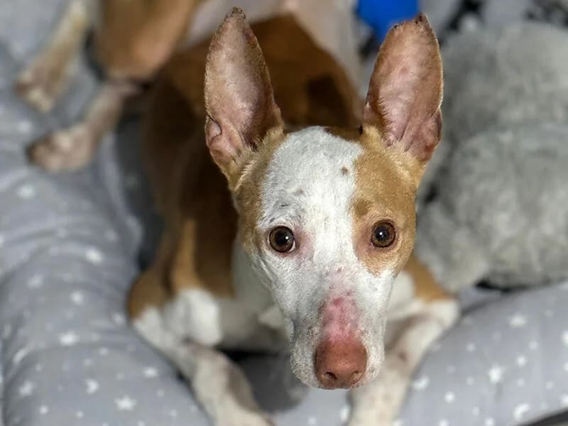 Leo, male 3yo Podenco for adoption at Fundacion Animal Rescue