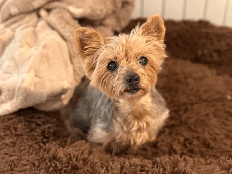 Linda, female Yorkshire Terrier for adoption at Fundacion Animal Rescue