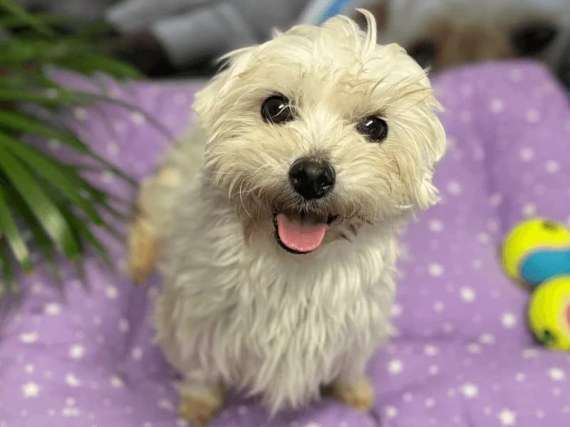 Lolita, female senior Maltese for adoption at Fundacion Animal Rescue
