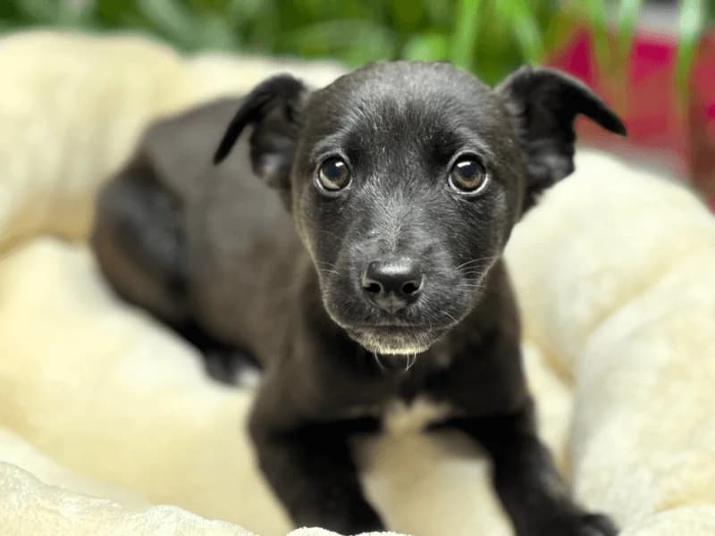 Lopez, male Mixed Breed for adoption at Fundacion Animal Rescue