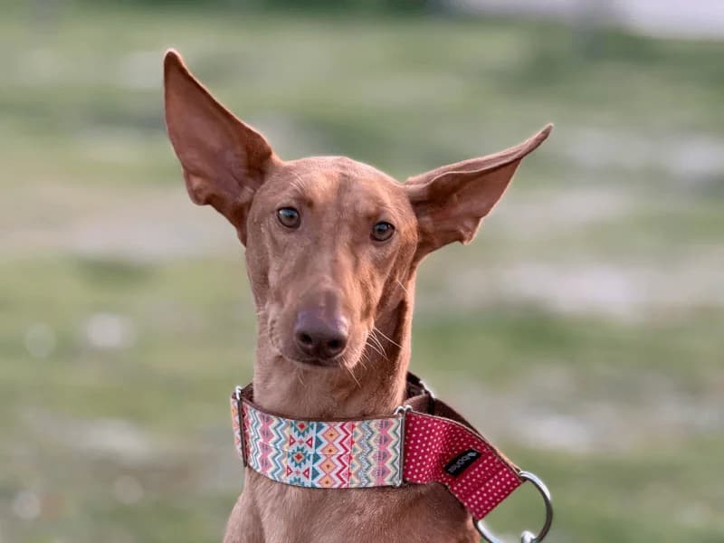 Lotus, male young Podenco for adoption at Fundacion Animal Rescue