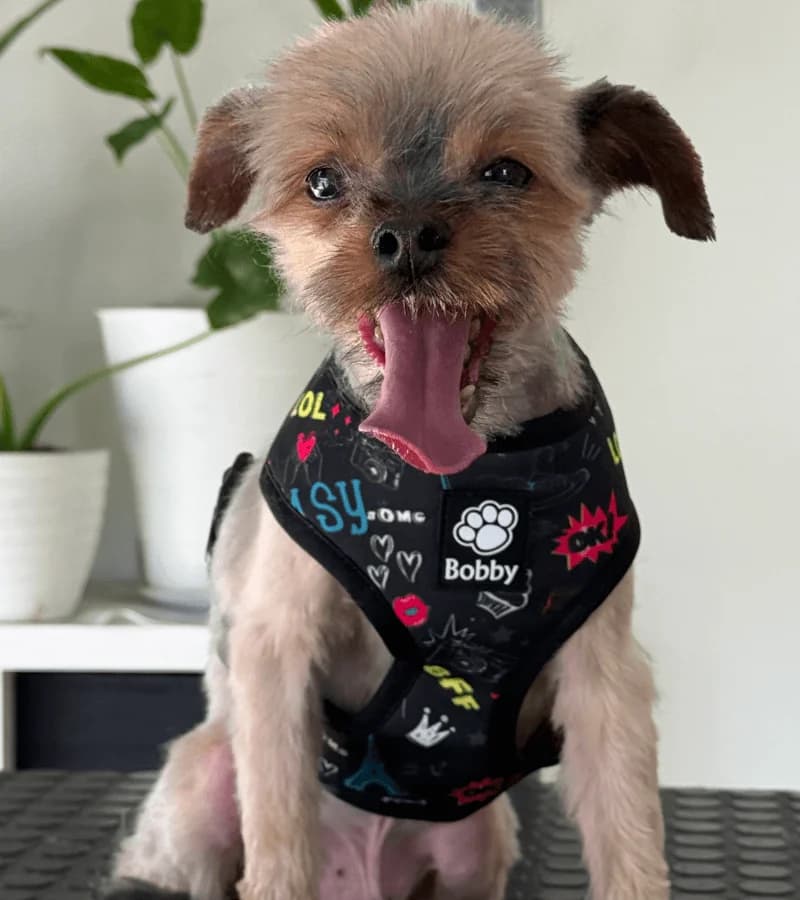 Lucas, male senior Yorkshire Terrier for adoption at Fundacion Animal Rescue