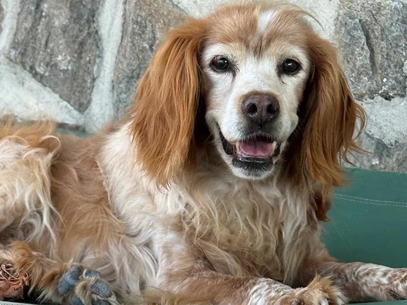 Luisa, female Brittany Spaniel for adoption at Fundacion Animal Rescue