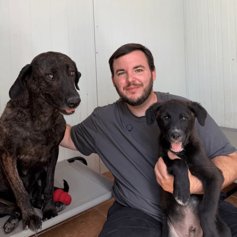 Luna, female 4yo Spanish Mastiff for adoption at Fundacion Animal Rescue