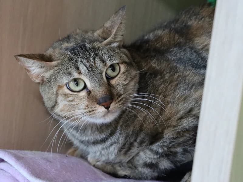 Luz, female 3yo European Shorthair for adoption at Fundacion Animal Rescue