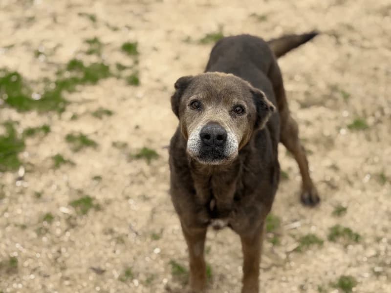 Manuela, female senior Mixed Breed for adoption at Fundacion Animal Rescue