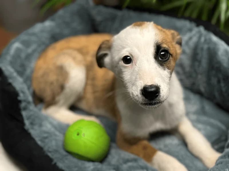 Marta, female puppy Mixed Breed for adoption at Fundacion Animal Rescue