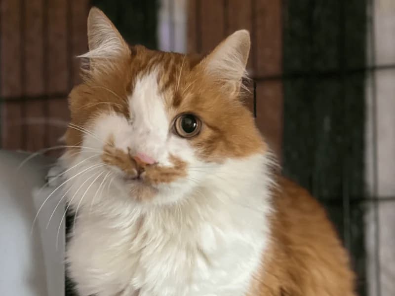 Mauri, male senior European Shorthair for adoption at Fundacion Animal Rescue