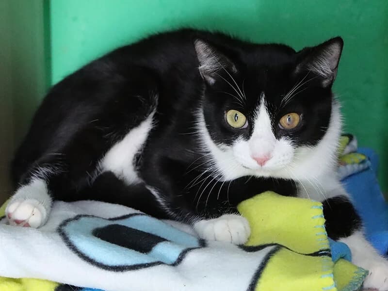 Maxi, male 3yo European Shorthair for adoption at Fundacion Animal Rescue