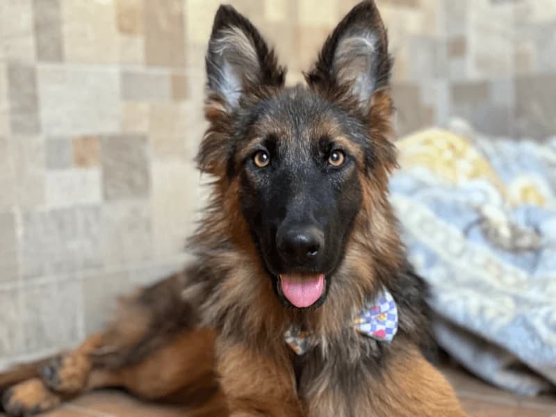 Megan, female young German Shepherd for adoption at Fundacion Animal Rescue