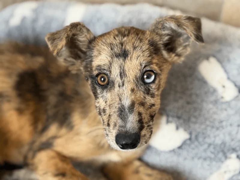 Merlina, female puppy Border Collie for adoption at Fundacion Animal Rescue