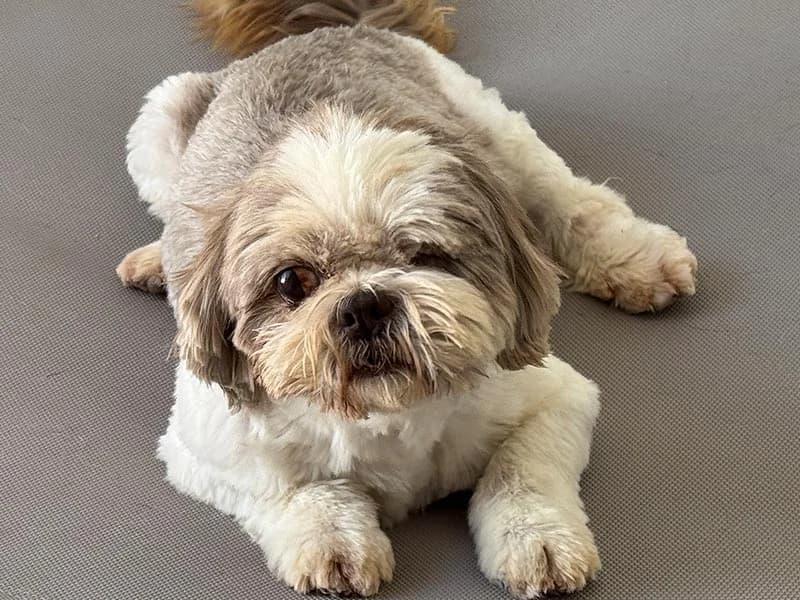 Nela, female Shih Tzu for adoption at Fundacion Animal Rescue