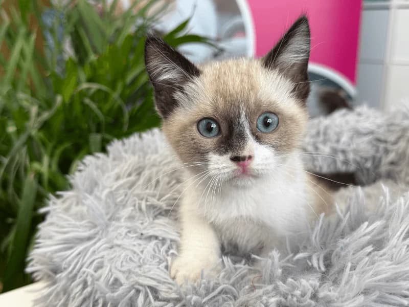 Neo, male puppy Siamese for adoption at Fundacion Animal Rescue