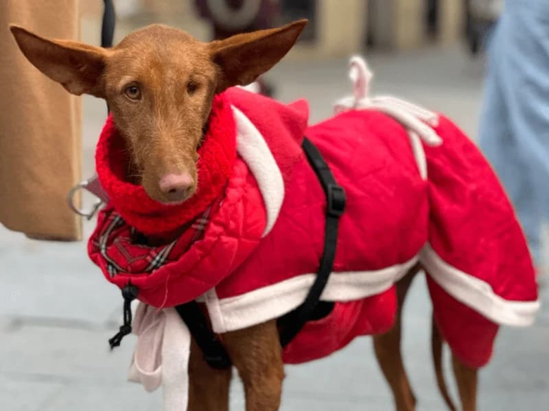 Nerea, female 3yo mixed breed for adoption at Fundacion Animal Rescue