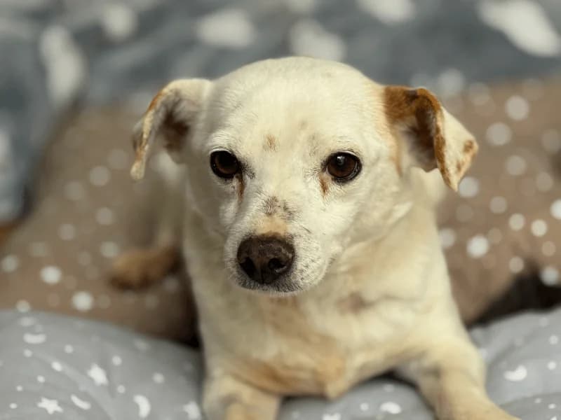 Nevado, male 4yo Mixed Breed for adoption at Fundacion Animal Rescue