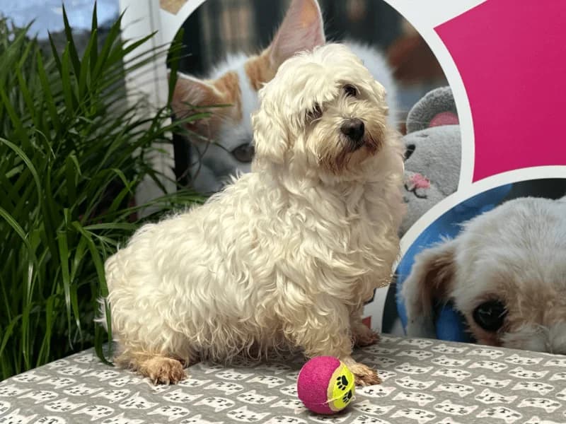 Nieve, female 5yo Maltese for adoption at Fundacion Animal Rescue