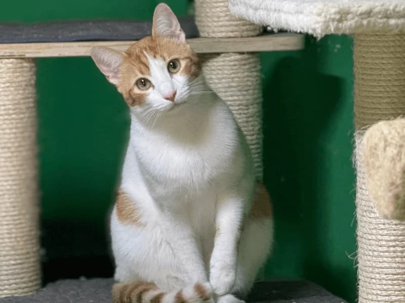 Oliver, male young European Shorthair for adoption at Fundacion Animal Rescue