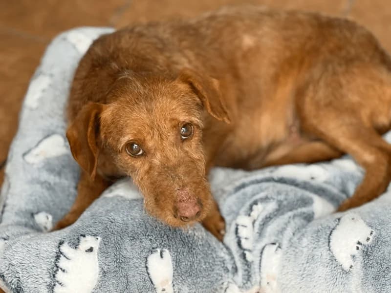 Pancho, male senior Podenco for adoption at Fundacion Animal Rescue