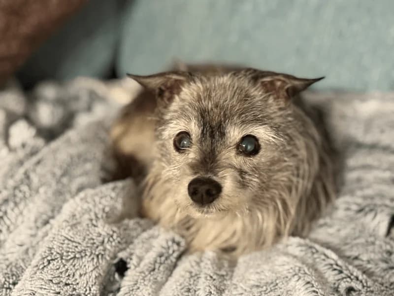 Pelos, male senior Mixed Breed for adoption at Fundacion Animal Rescue
